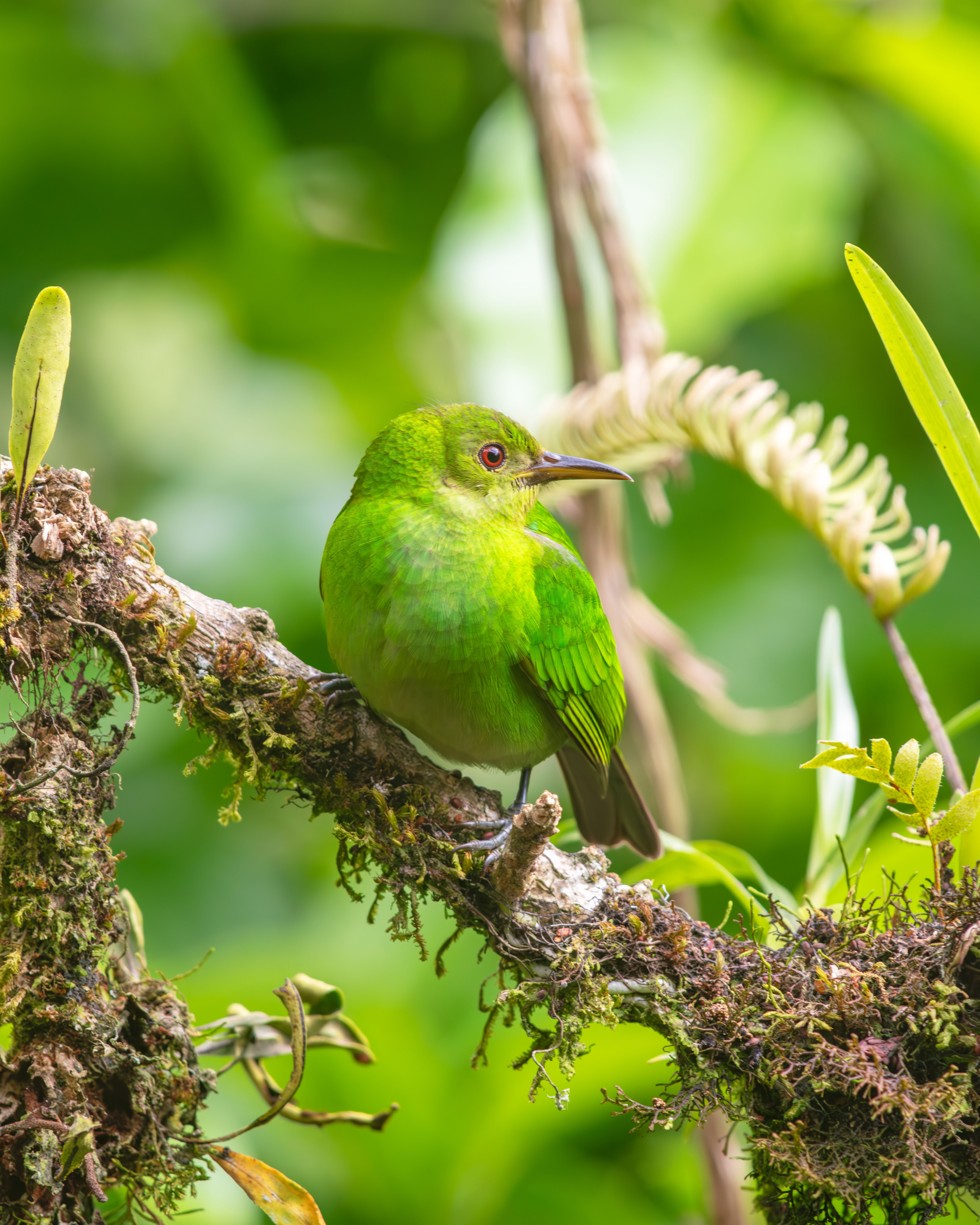 Exploring the Role of Biodiversity in Sustainable Development: Lessons from Nature