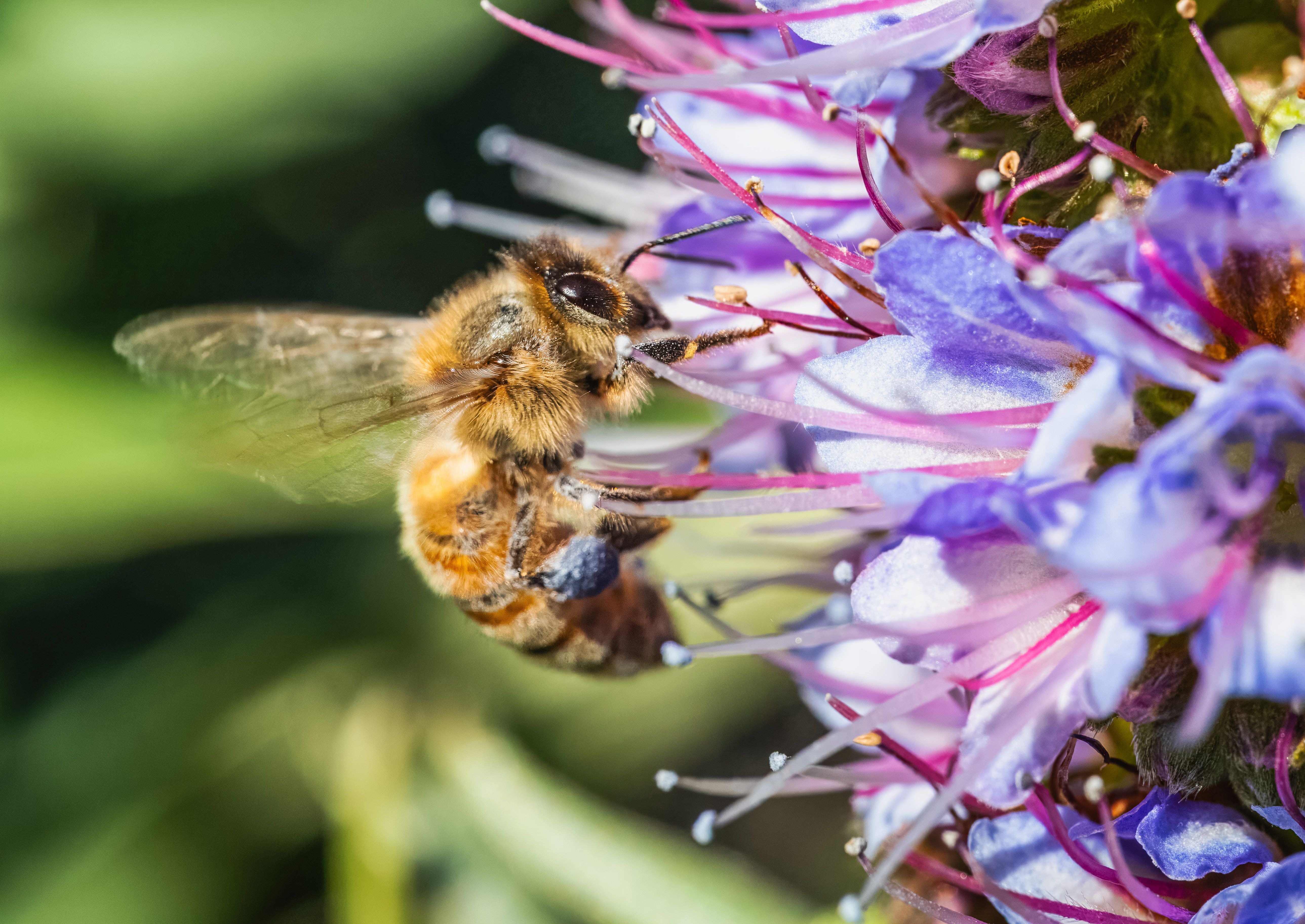The Importance of Pollinators: How Bees and Butterflies Sustain Our Ecosystems