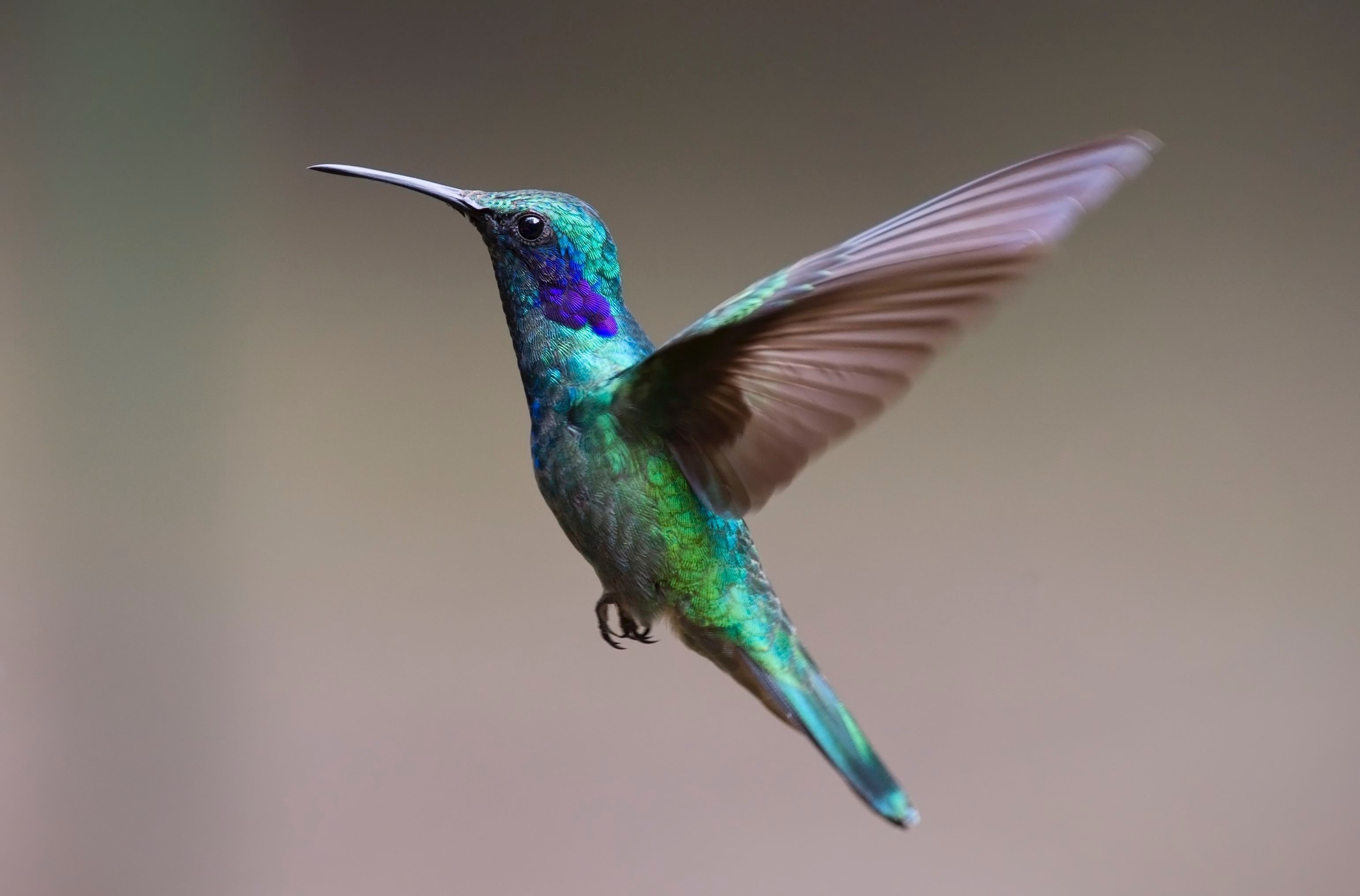 Unveiling the Wonders of the Animal Kingdom: 10 Fascinating Facts That Will Amaze You