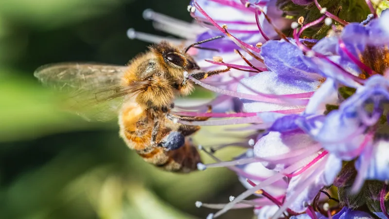 The Importance of Pollinators: How Bees and Butterflies Sustain Our Ecosystems